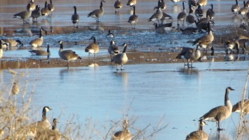 A flock of various birds wading in shallow water, surrounded by a natural landscape.