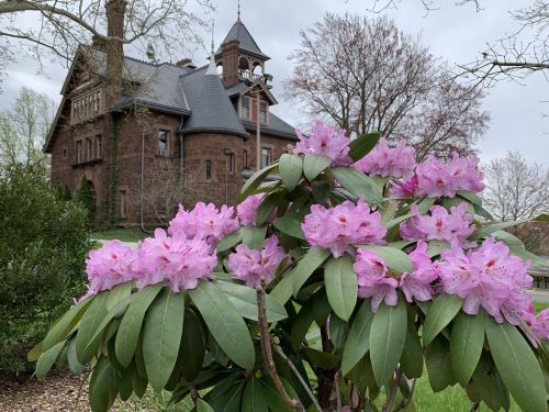 A historic building in the background with a blooming pink rhododendron in the foreground on a cloudy day.
