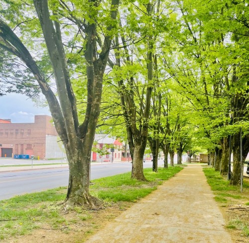 A tree-lined pathway with lush green foliage on either side, leading to a street in the background.