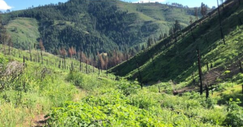 A lush green valley with rolling hills, featuring charred tree stumps from a past wildfire. Bright blue sky above.