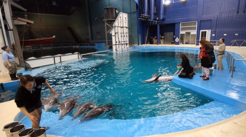 A trainer interacts with dolphins in a blue pool while visitors observe from the edge in an indoor facility.