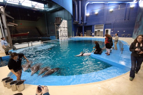 A dolphin exhibit with trainers and visitors interacting with dolphins in a blue pool.