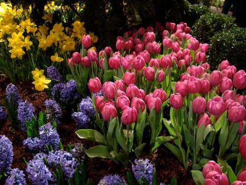 A vibrant garden featuring yellow daffodils, pink tulips, and blue hyacinths among lush green foliage.
