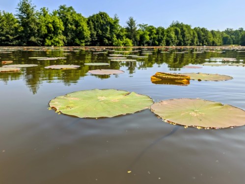 Lily pads float on a calm lake, surrounded by lush green trees under a clear blue sky.