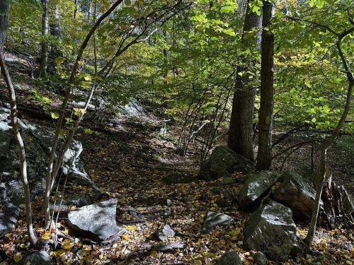 A serene forest scene with rocky terrain, scattered leaves, and trees with green and yellow foliage.