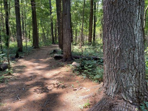A sunlit forest path winding between tall trees, surrounded by lush greenery and soft earth.