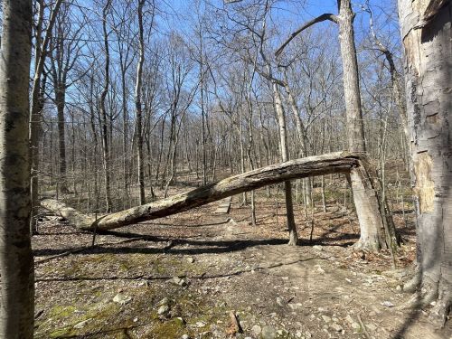 A bent tree trunk arches over a forest path, surrounded by bare trees and rocky ground under a clear blue sky.