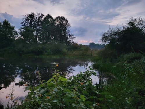 A serene pond surrounded by lush greenery and trees, reflecting a cloudy sky at dusk.