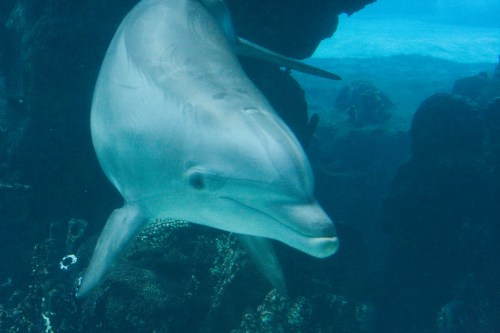 A dolphin swimming gracefully underwater near coral formations.
