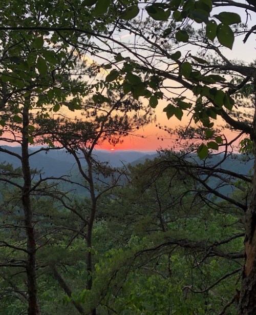 Sunset view through trees, with vibrant orange and pink hues illuminating the sky over a lush green landscape.