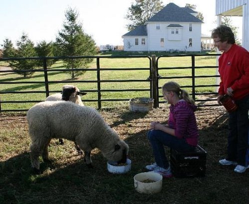 A girl sits on a box feeding sheep while a woman stands nearby, with a house and trees in the background.