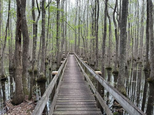 A wooden boardwalk stretches through a serene, flooded forest with tall trees and green foliage.
