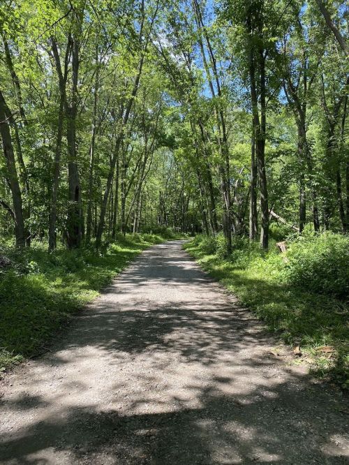 A gravel path winds through a lush, green forest with tall trees and dappled sunlight.