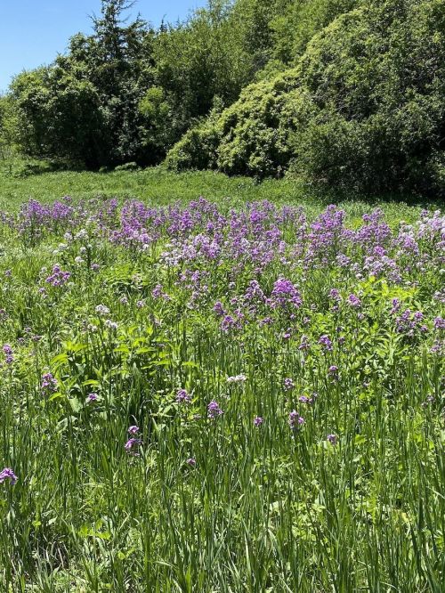 A vibrant field of purple and white wildflowers surrounded by lush green foliage under a clear blue sky.