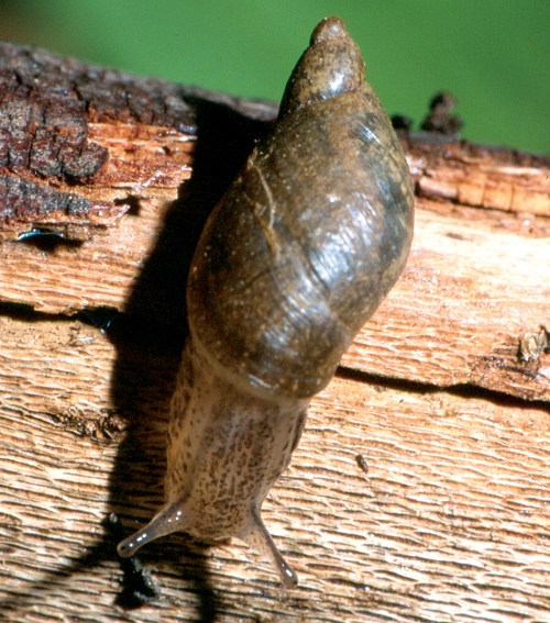 A close-up of a snail on a piece of wood, showcasing its shell and soft body.