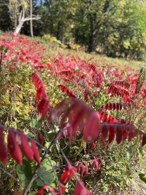 A vibrant field of red foliage with green trees in the background, capturing the beauty of autumn.