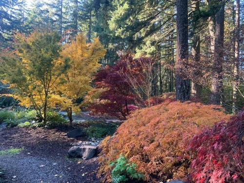 A vibrant forest scene with colorful autumn foliage, featuring yellow, orange, and red trees among green pines.