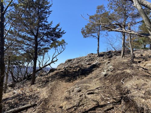 A rocky trail winds through a forested area with sparse trees under a clear blue sky.