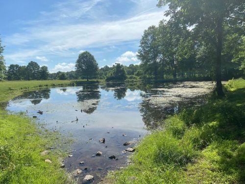 A serene pond surrounded by lush greenery and trees, reflecting the blue sky and clouds above.