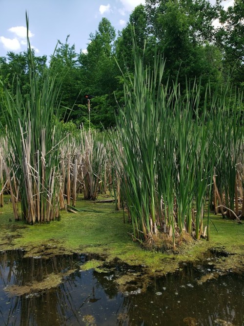 Lush green wetlands with tall grasses and reflections in the water, surrounded by trees under a blue sky.