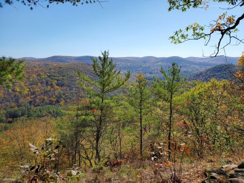 A scenic view of rolling hills covered in autumn foliage, with pine trees in the foreground under a clear blue sky.