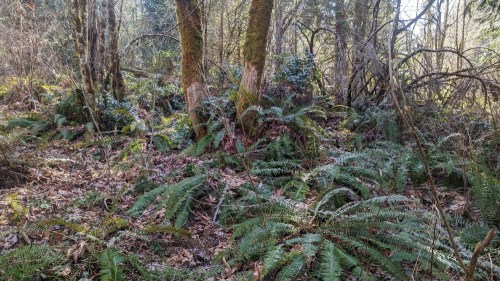 Lush green ferns and moss-covered trees in a dense forest setting, with dappled sunlight filtering through.