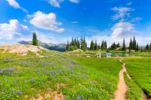 A scenic landscape featuring a lake, lush green grass, wildflowers, and tall pine trees under a blue sky with clouds.