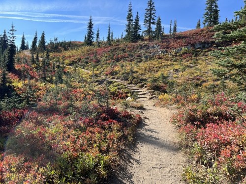 A winding dirt path through vibrant autumn foliage and evergreen trees under a clear blue sky.