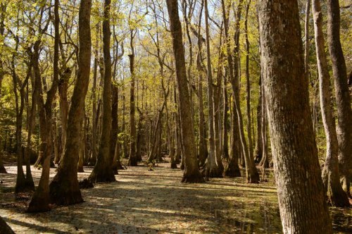 A serene forest scene with tall trees and a swampy ground, illuminated by soft sunlight filtering through the leaves.