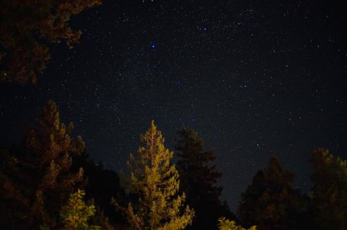 A starry night sky filled with twinkling stars, framed by silhouettes of tall trees.