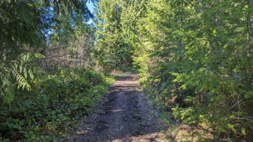 A dirt path winding through a lush green forest with tall trees and sunlight filtering through the leaves.
