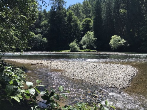 A serene river scene surrounded by lush green trees and a rocky shore under a clear blue sky.