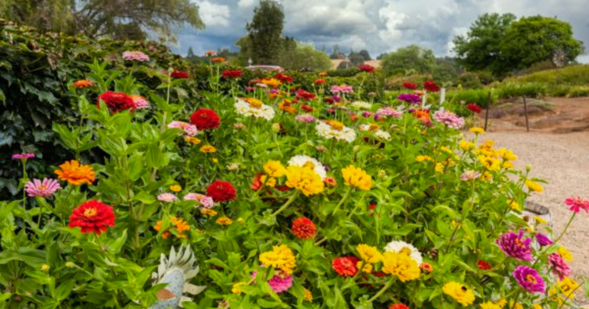 Spring Festival In Northern California: Amador Flower Farm