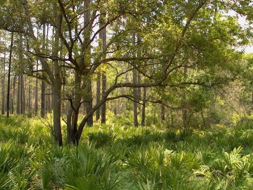 A lush forest scene featuring tall trees and dense undergrowth of green plants. Sunlight filters through the leaves.