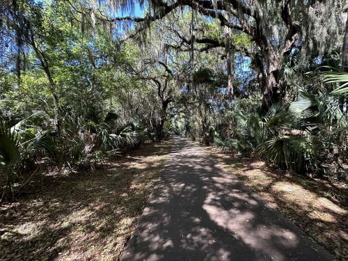 A serene pathway through a lush, green forest with trees draped in Spanish moss and dappled sunlight.