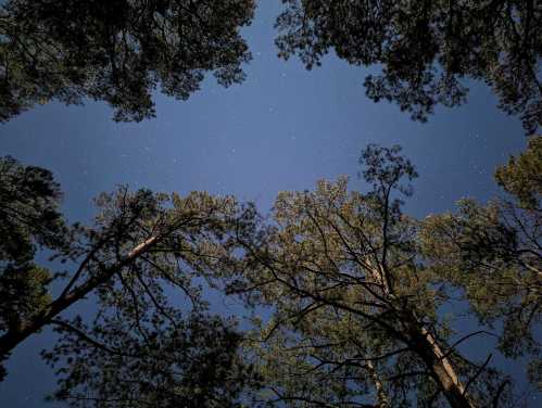 View of a starry night sky framed by tall trees, creating a serene and tranquil atmosphere.