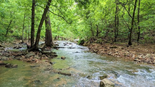 A serene stream flows through a lush green forest, surrounded by trees and rocky banks.
