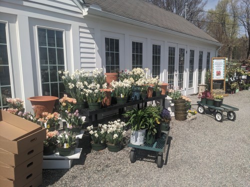 A garden center with flower displays, including pots of tulips and daffodils, beside a white building and gravel path.