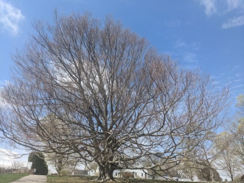 A large, bare tree with sprawling branches against a blue sky with scattered clouds.