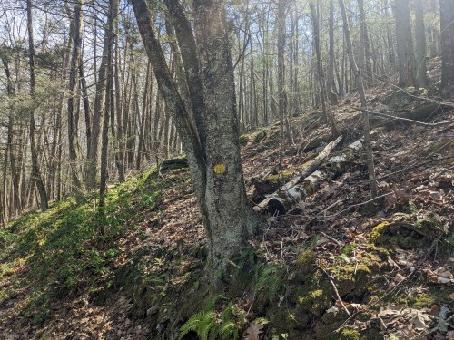 A sunlit forest scene with trees, mossy ground, and a yellow trail marker on a tree trunk.