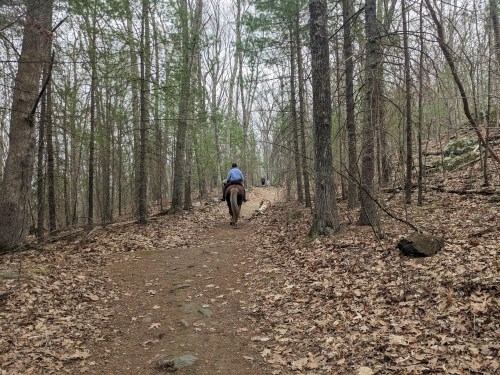 A person on horseback rides along a wooded trail covered in fallen leaves, with trees lining the path.