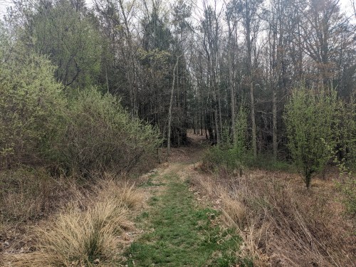 A narrow path through a wooded area with trees and shrubs on either side, leading into a dense forest.