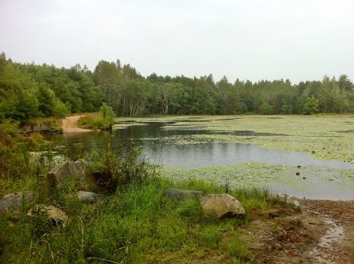 A serene lake surrounded by greenery, with lily pads on the water and a dirt path leading into the trees.