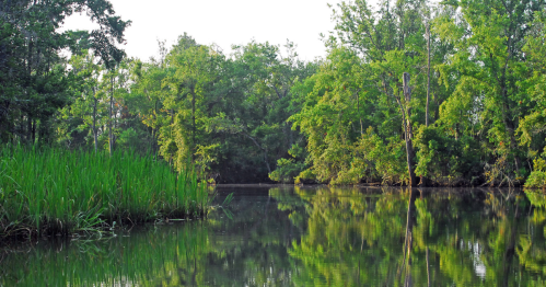 Lush green trees and tall grass reflect in calm water, creating a serene natural landscape.