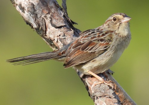 A small bird perched on a branch, featuring brown and gray feathers with a subtle striped pattern.