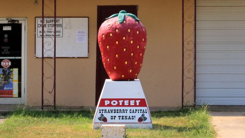 A large, colorful strawberry statue stands in front of a building, labeled "Poteet, Strawberry Capital of Texas!"