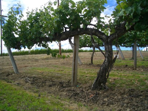 A twisted grapevine growing along a vineyard, with green leaves and a clear blue sky in the background.