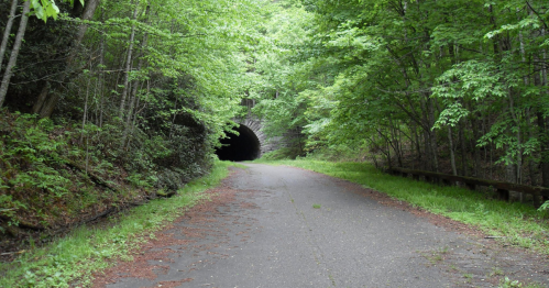 A tree-lined path leads to a dark tunnel, surrounded by lush green foliage.