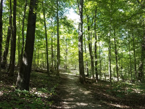 A sunlit forest path surrounded by tall trees and lush green foliage.