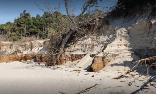 A sandy beach with eroded cliffs, trees, and exposed roots under a clear blue sky.